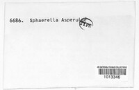 Image of Mycosphaerella asperulae